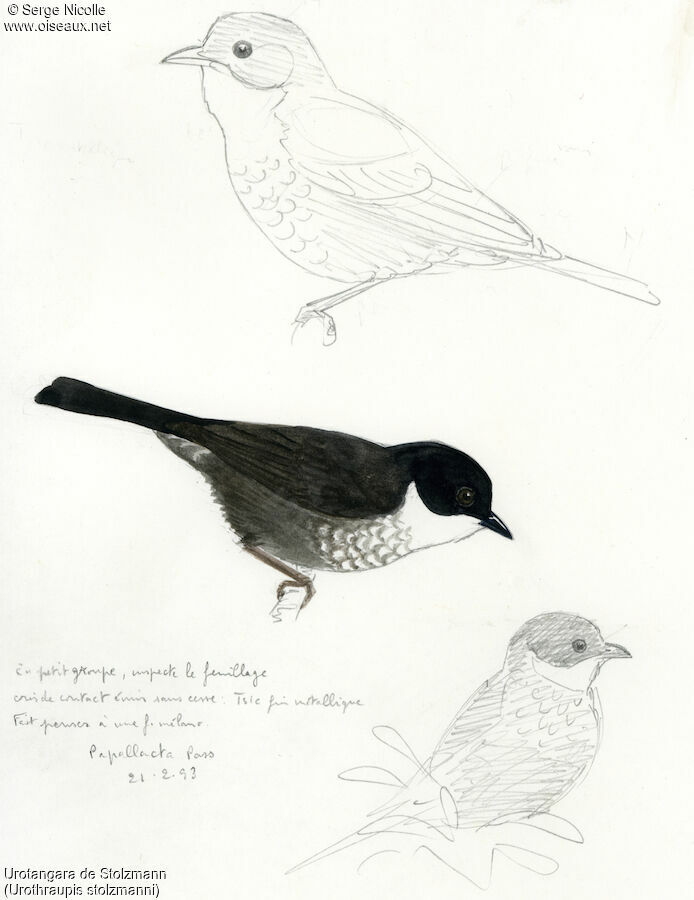 Black-backed Bush Tanager identification