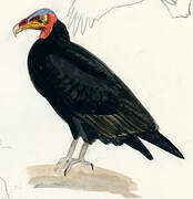 Lesser Yellow-headed Vulture