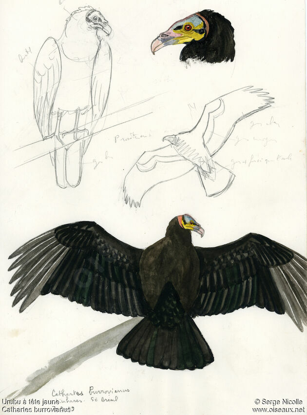 Lesser Yellow-headed Vulture, identification