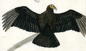 Lesser Yellow-headed Vulture