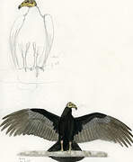 Lesser Yellow-headed Vulture