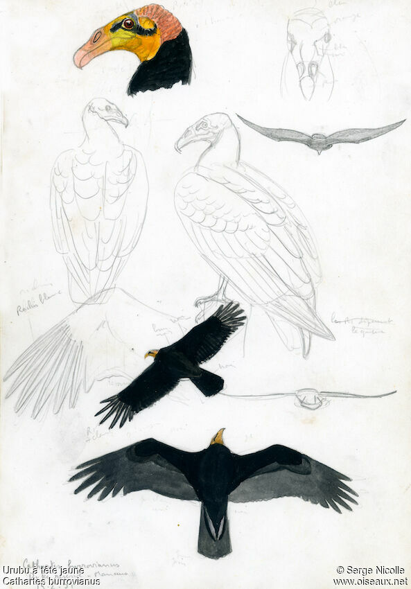 Lesser Yellow-headed Vulture, identification