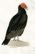 Turkey Vulture