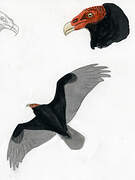 Turkey Vulture