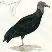 Black Vulture