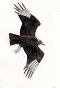 Black Vulture