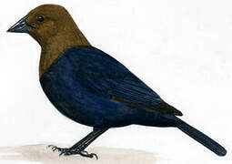 Brown-headed Cowbird