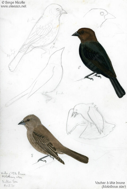 Brown-headed Cowbird , identification
