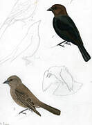 Brown-headed Cowbird