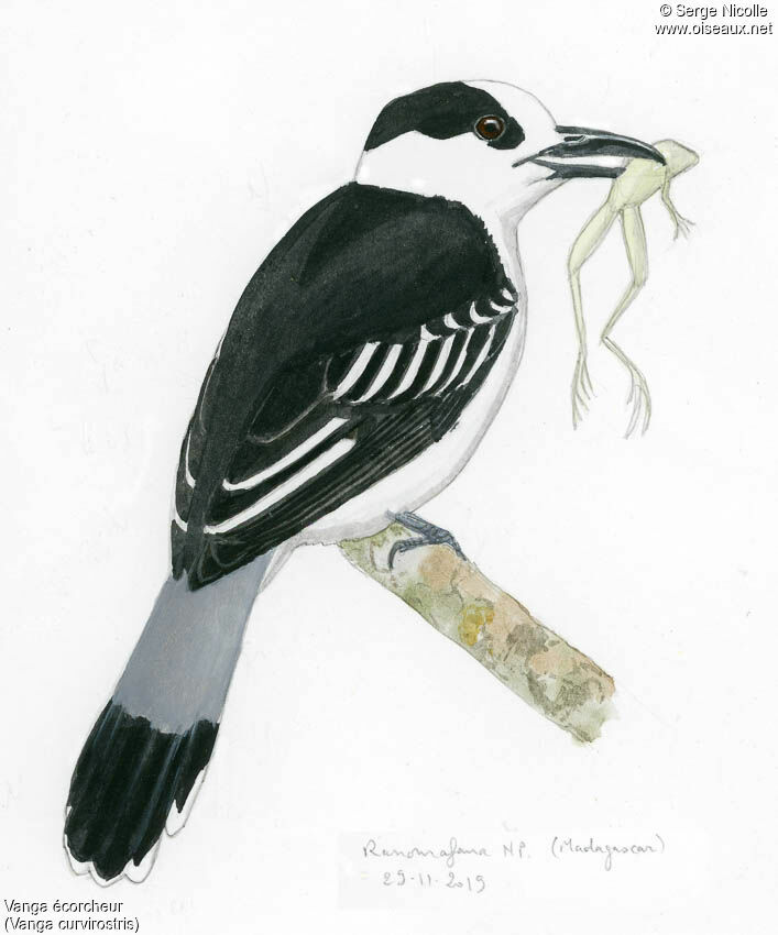 Hook-billed Vanga, identification