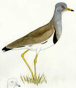 Grey-headed Lapwing