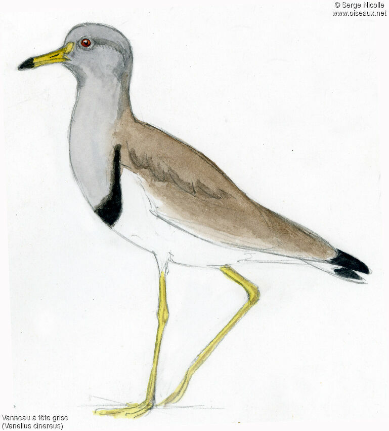 Grey-headed Lapwing, identification