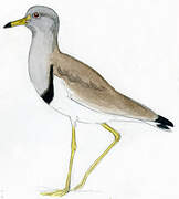 Grey-headed Lapwing