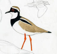 Pied Plover