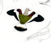 Andean Lapwing