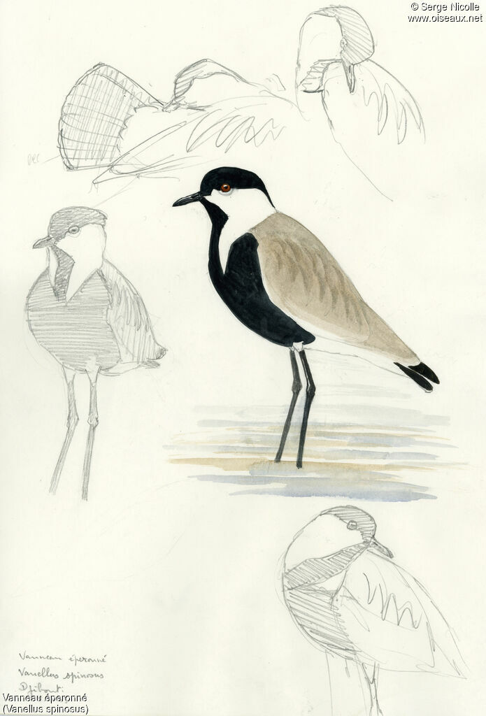 Spur-winged Lapwing, identification