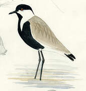 Spur-winged Lapwing