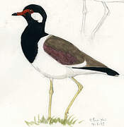 Red-wattled Lapwing