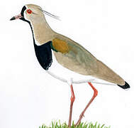 Southern Lapwing