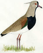 Southern Lapwing