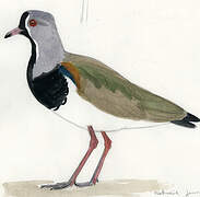 Southern Lapwing