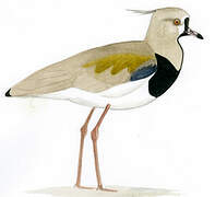 Southern Lapwing