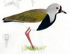 Southern Lapwing