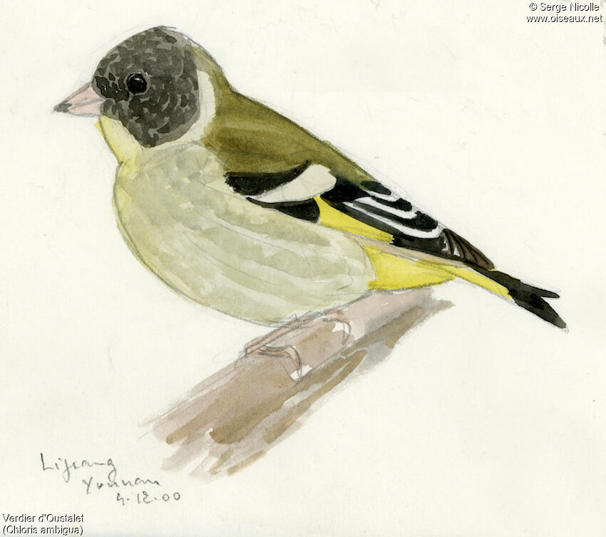 Black-headed Greenfinch, identification