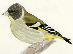 Black-headed Greenfinch