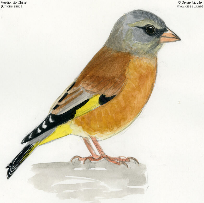 Oriental Greenfinch, identification