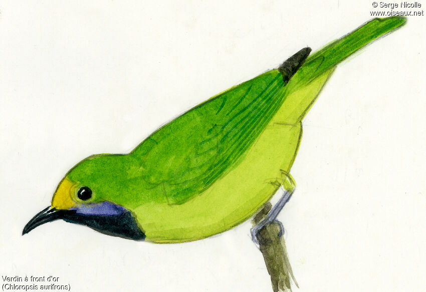 Golden-fronted Leafbird, identification