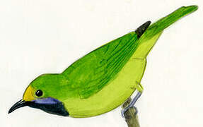 Golden-fronted Leafbird