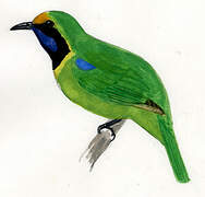 Golden-fronted Leafbird