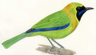 Blue-winged Leafbird