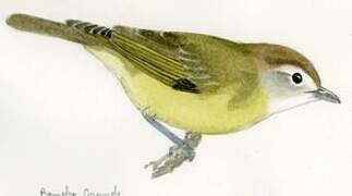 Brown-capped Vireo