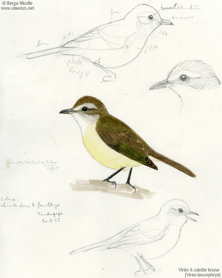 Brown-capped Vireo, identification