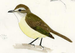 Brown-capped Vireo