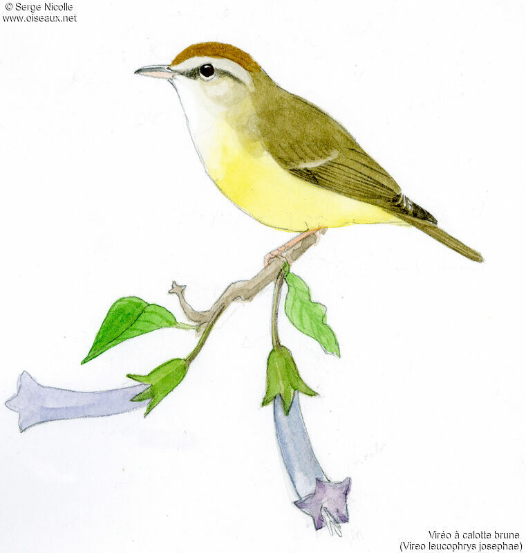 Brown-capped Vireo, identification