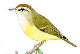 Brown-capped Vireo