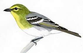 Yellow-throated Vireo