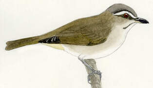 Black-whiskered Vireo