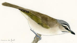 Black-whiskered Vireo