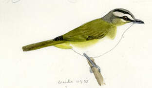 Red-eyed Vireo