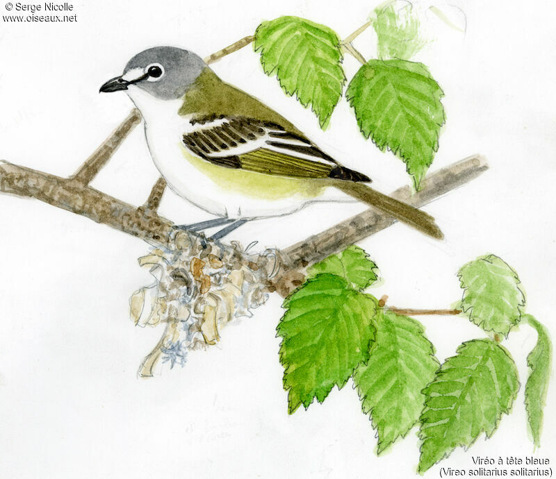 Blue-headed Vireo, identification