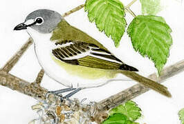 Blue-headed Vireo