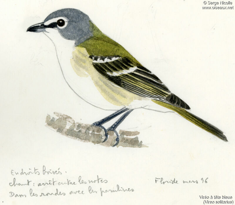 Blue-headed Vireo, identification