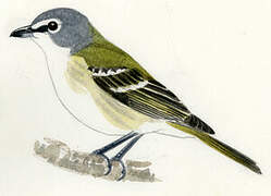 Blue-headed Vireo