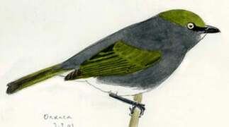 Slaty Vireo