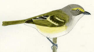 White-eyed Vireo