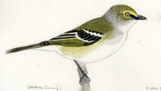 White-eyed Vireo